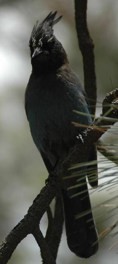 Steller's Jay (Southwest Interior) - Alex Coffey