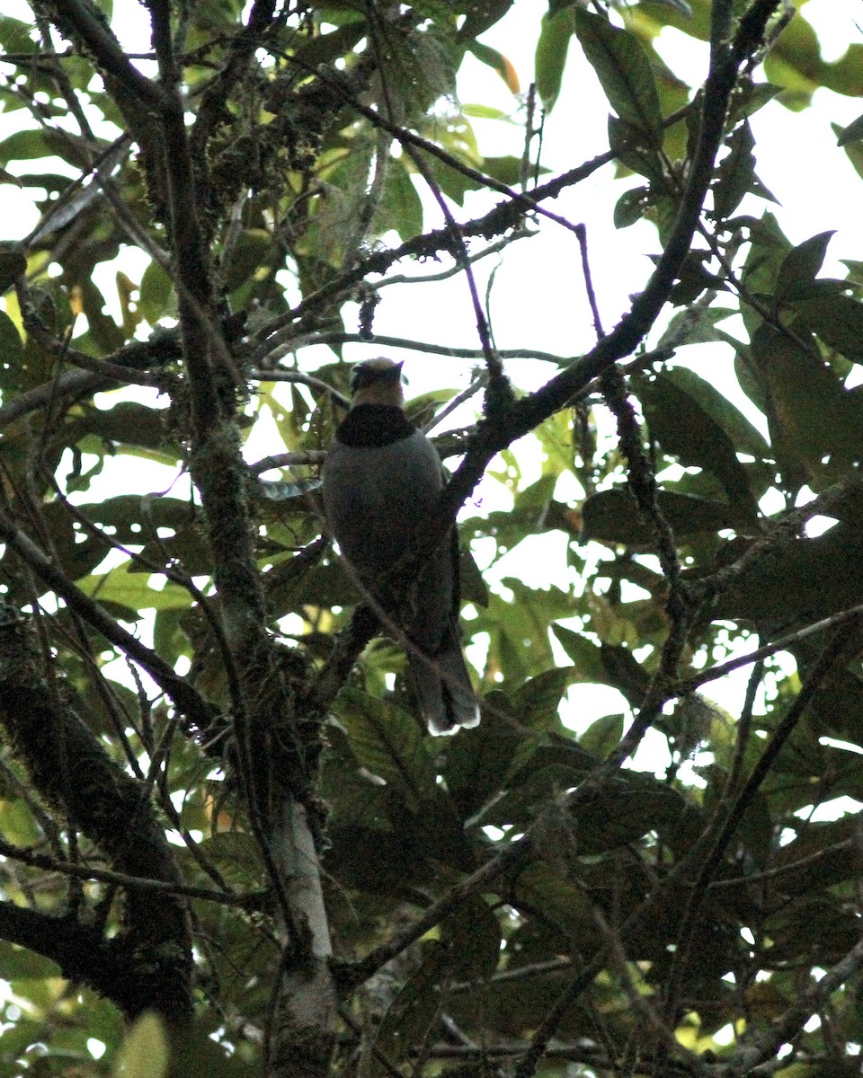 Fruit-hunter - ML520600821