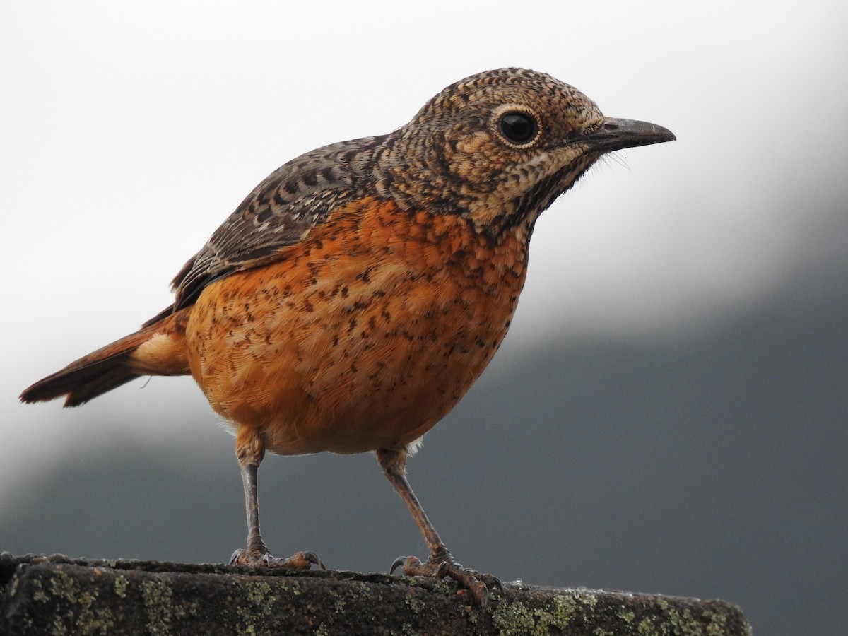 Miombo Rock-Thrush - ML520600911