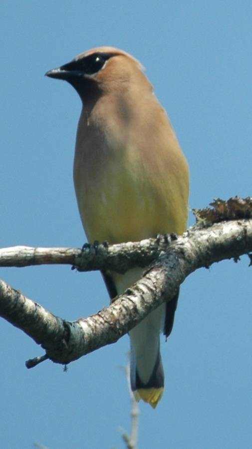 Cedar Waxwing - Alex Coffey