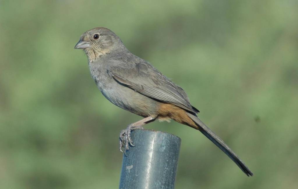 Canyon Towhee - Alex Coffey