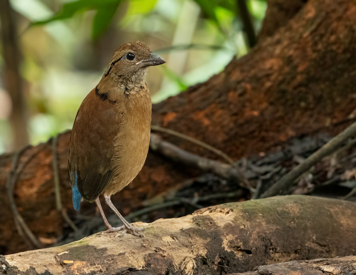 Giant Pitta - Wai Loon Wong