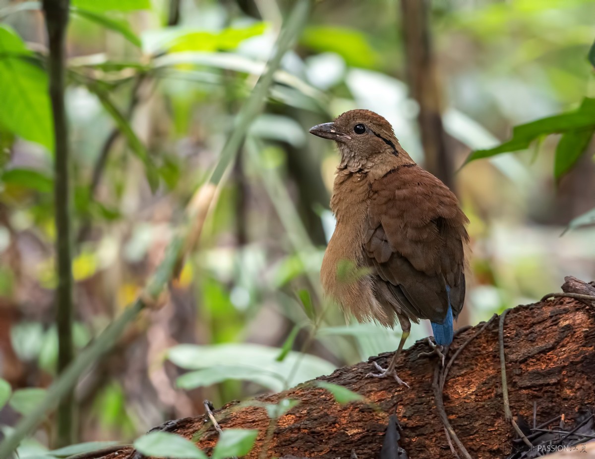 Giant Pitta - Wai Loon Wong