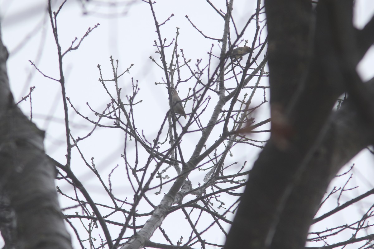 Bohemian Waxwing - ML520601501