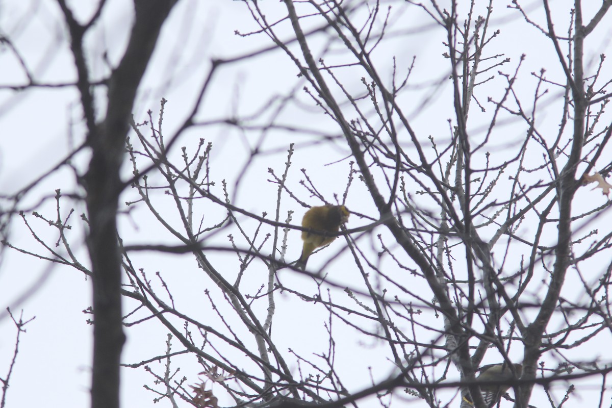 Evening Grosbeak - ML520601741