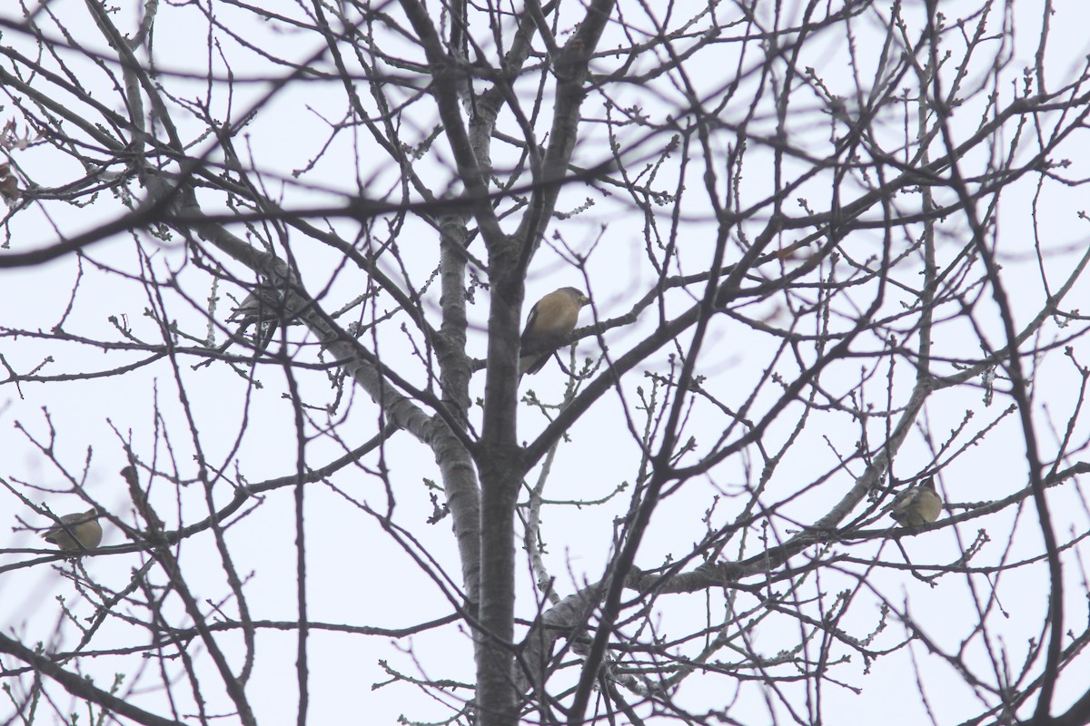 Evening Grosbeak - ML520601801