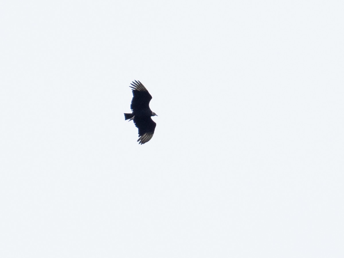 Black Vulture - ML520601831