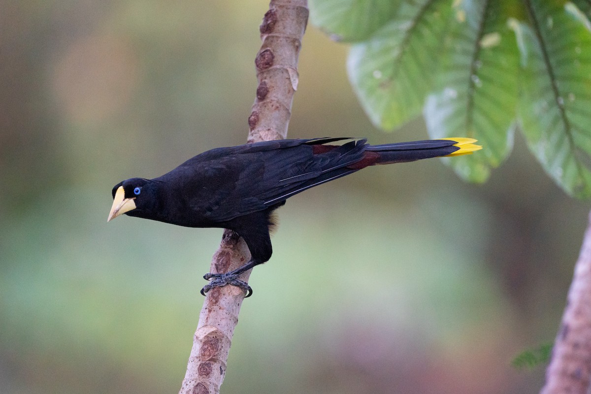 Crested Oropendola - Jérémy Calvo