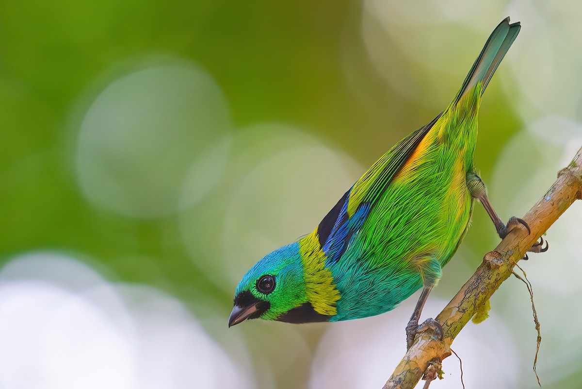 Green-headed Tanager - Jaap Velden