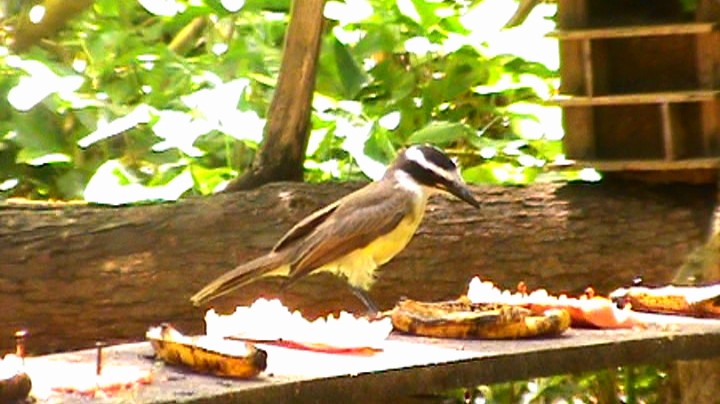 Great Kiskadee - ML520602691