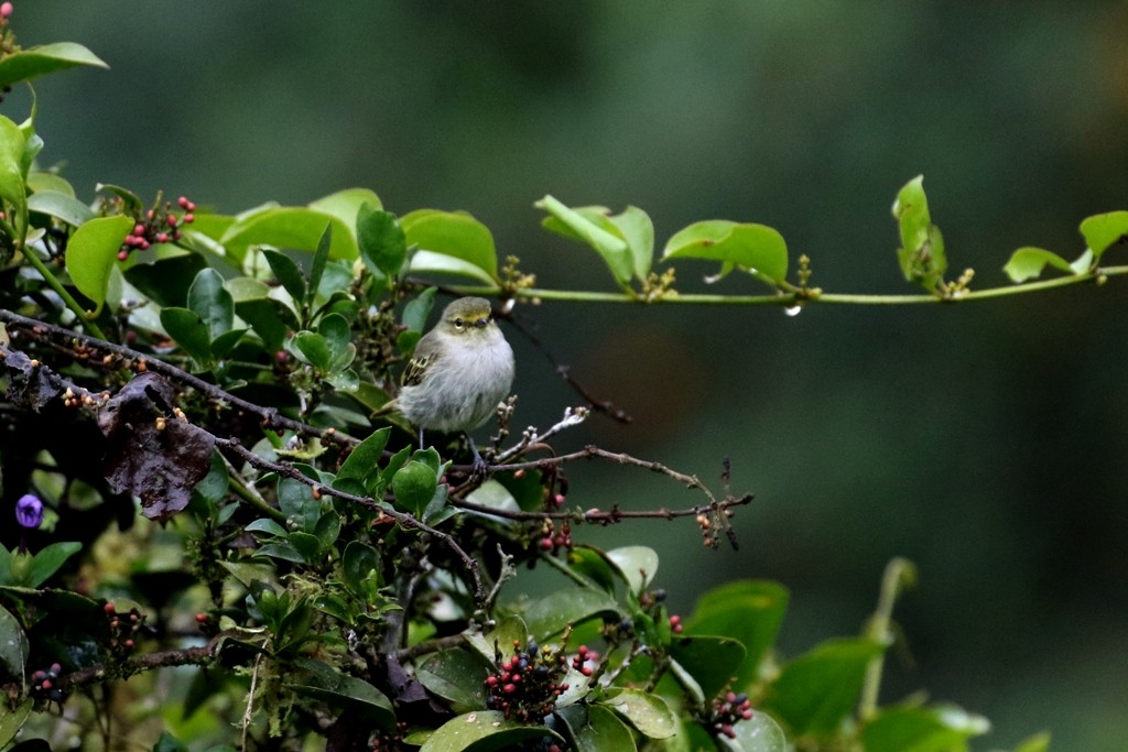 Golden-faced Tyrannulet - ML52060291