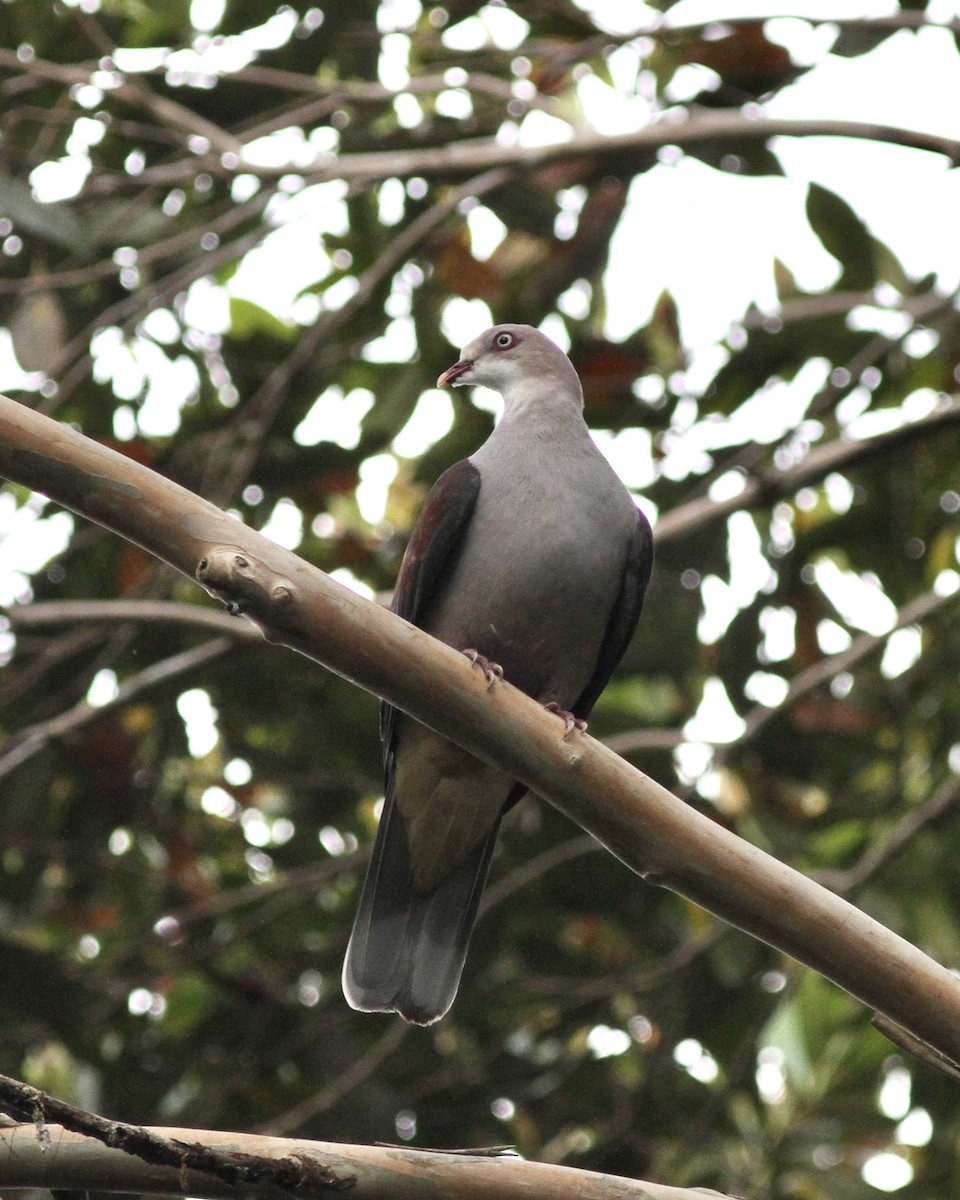 Mountain Imperial-Pigeon - ML520603311