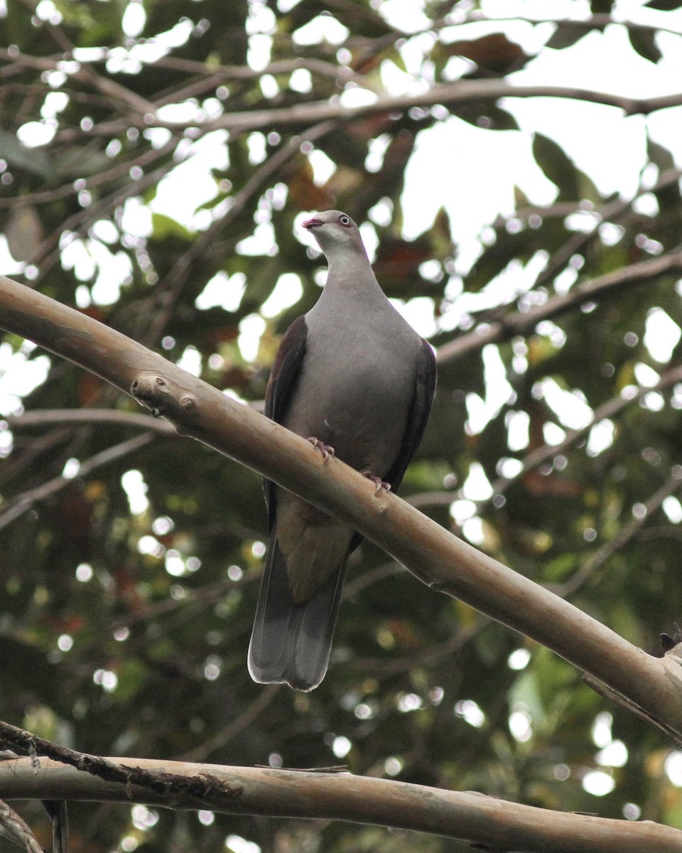 Mountain Imperial-Pigeon - ML520603321
