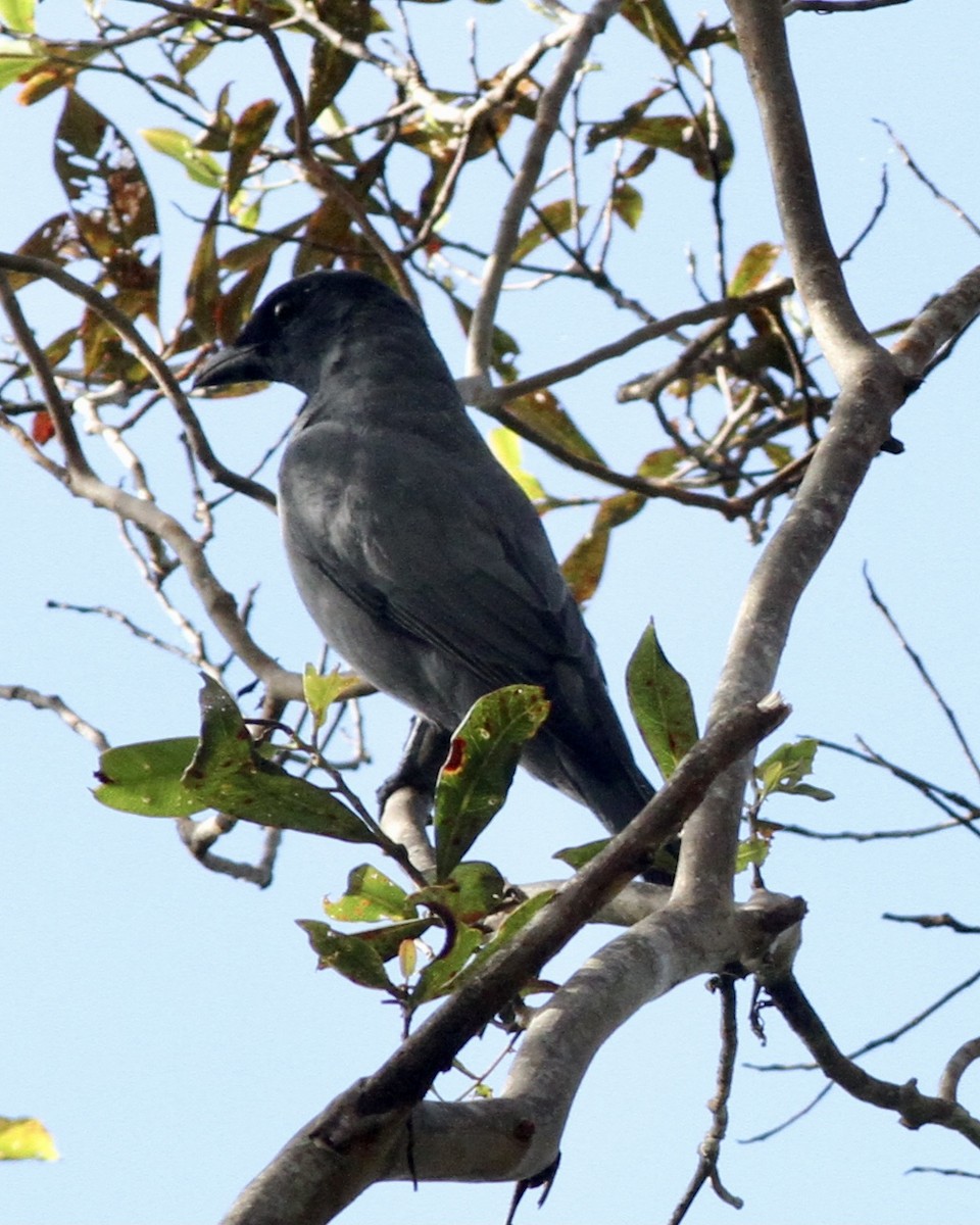 Sunda Cuckooshrike - ML520603361