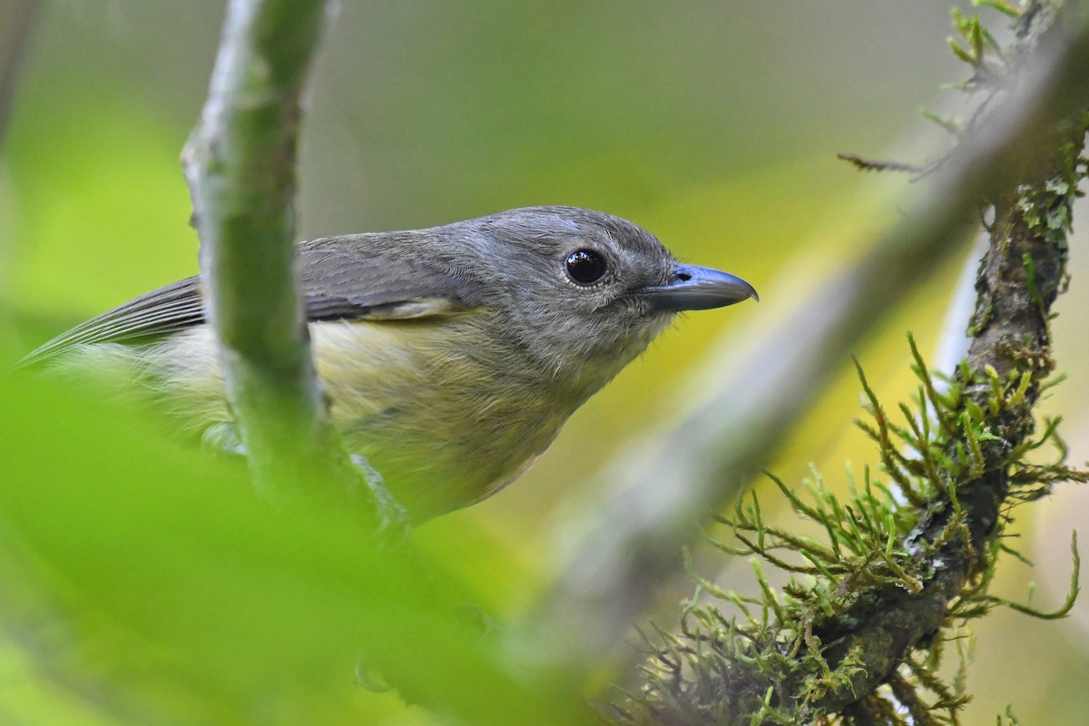 Bergvireo - ML520603661