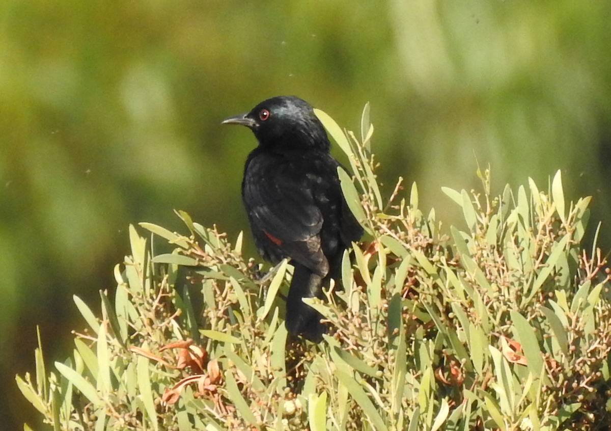 Waller's Starling - ML520604171