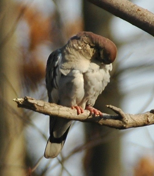 White-winged Dove - ML520604551