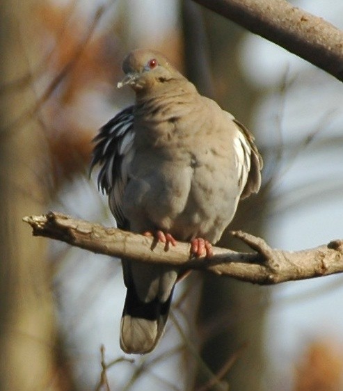 White-winged Dove - Alex Coffey