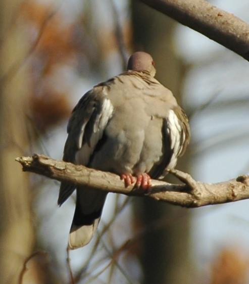 White-winged Dove - Alex Coffey