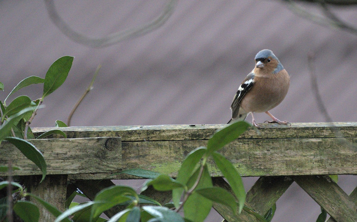 Common Chaffinch - ML520605831