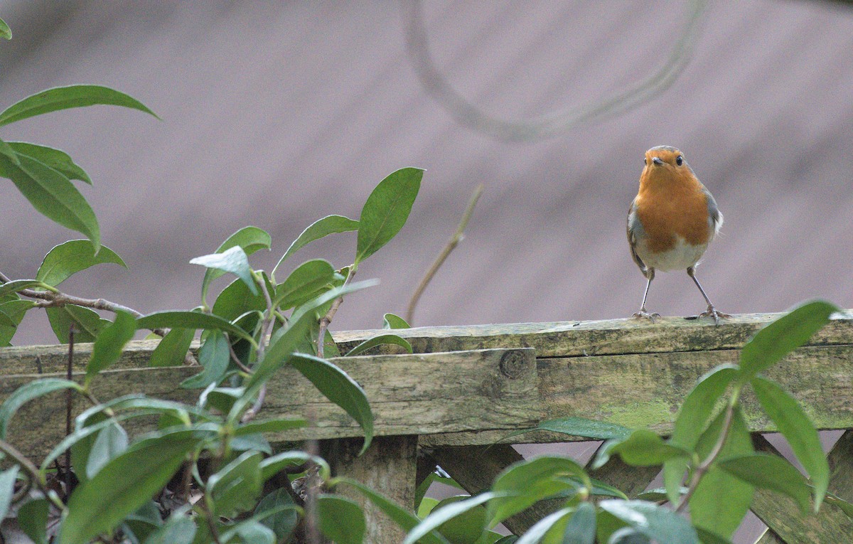 European Robin - ML520605851