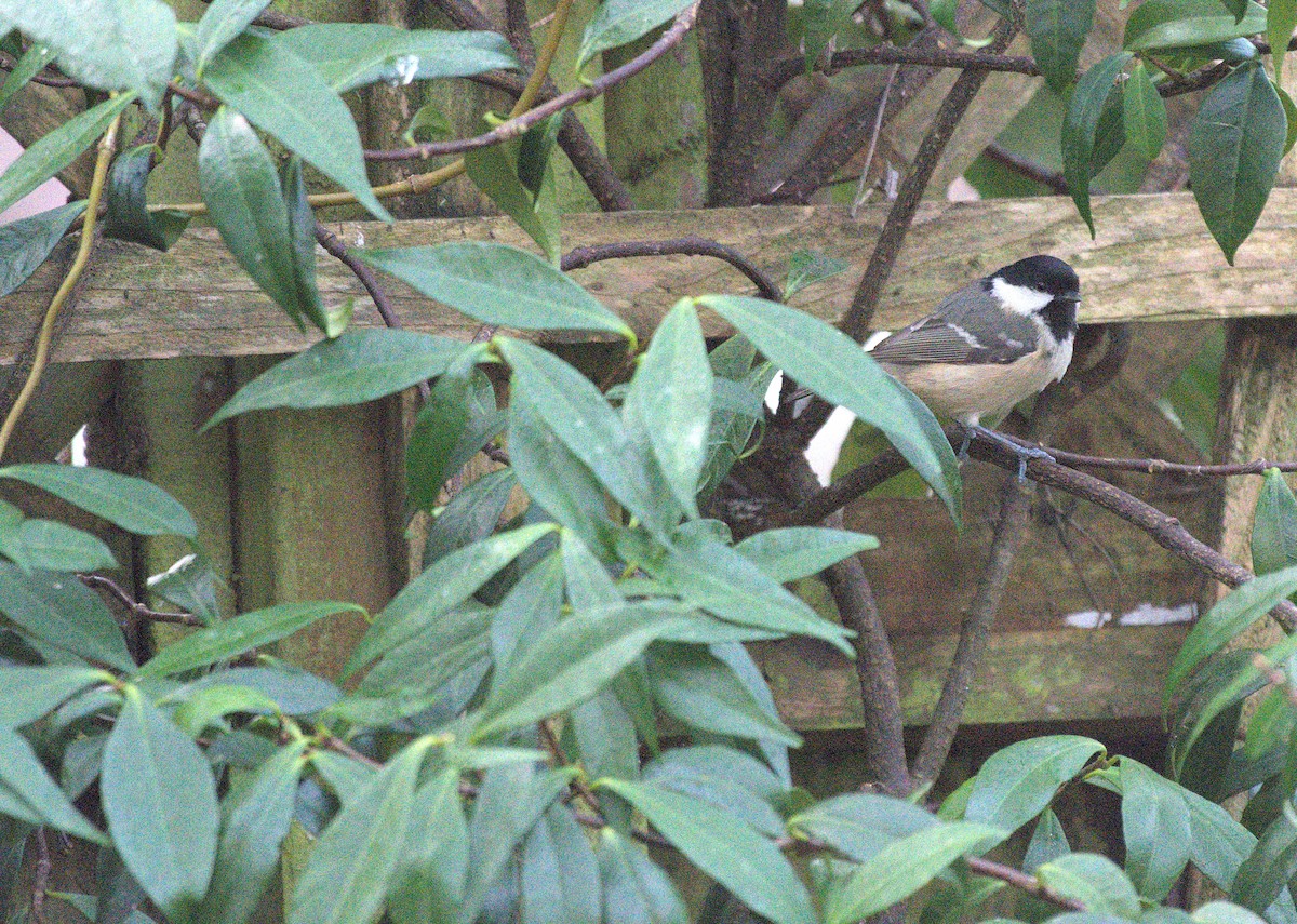 Coal Tit - ML520605921