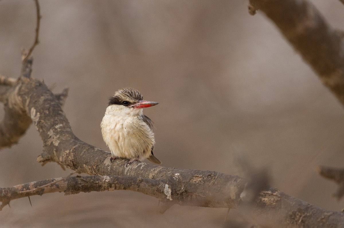 Striped Kingfisher - ML520606151