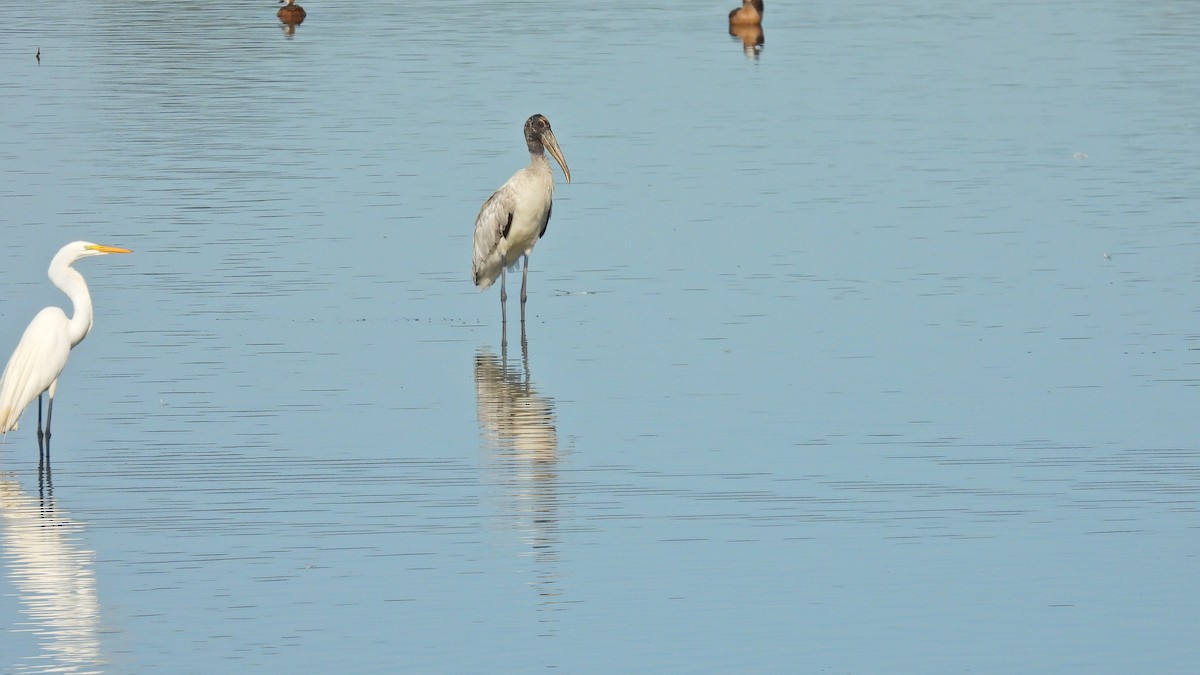 Wood Stork - ML520606231