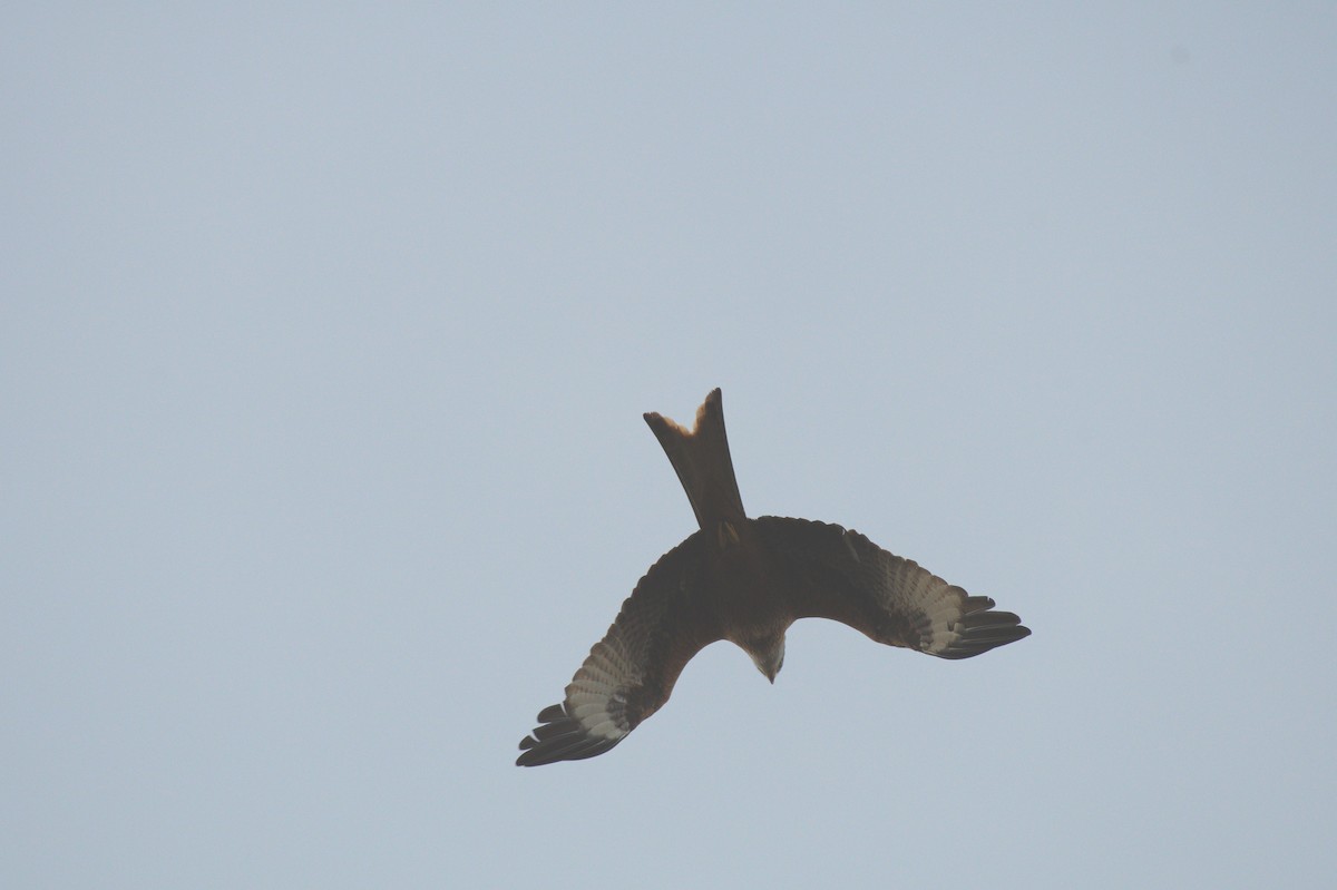 Red Kite - ML520606291