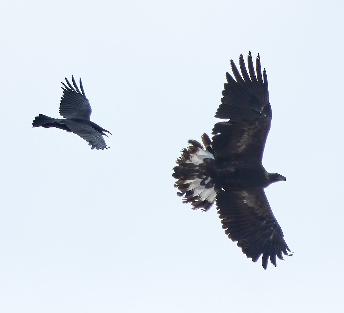 Águila Real - ML520608241