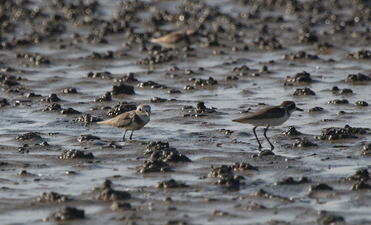 Tibetan Sand-Plover - ML520608881