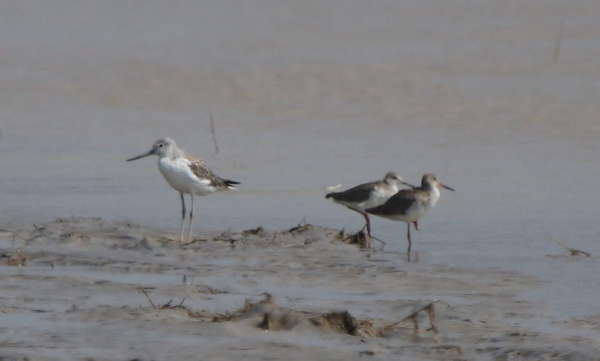 Common Greenshank - ML520608941