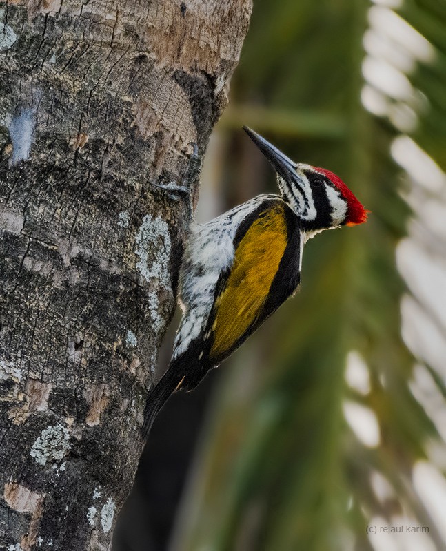 White-naped Woodpecker - ML520609431