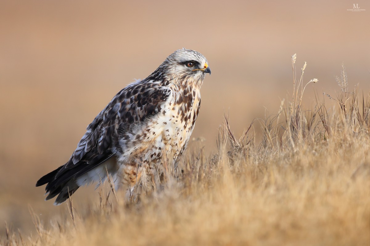 Rough-legged Hawk - Maxime Légaré-Vézina