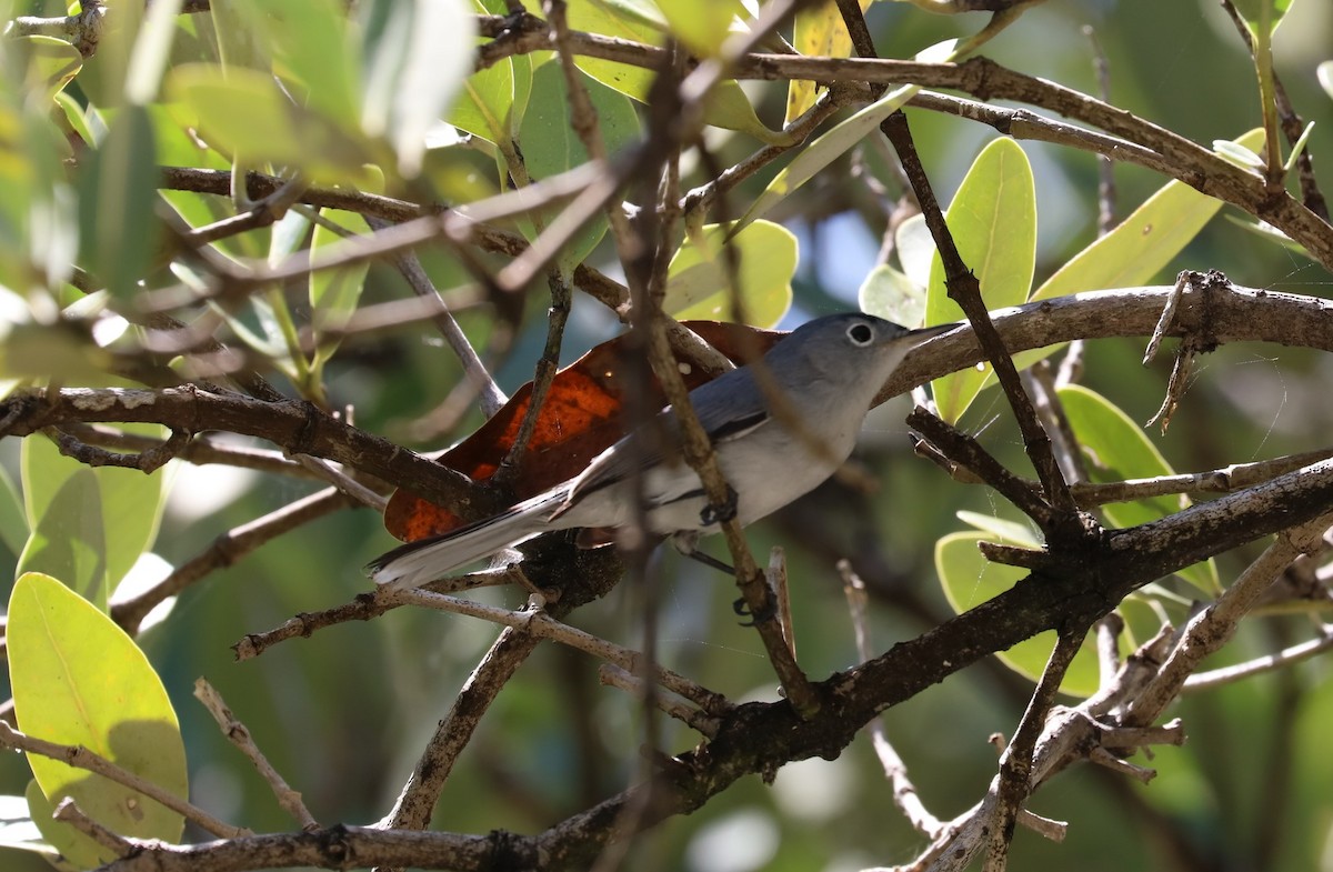 Blue-gray Gnatcatcher - James Swim