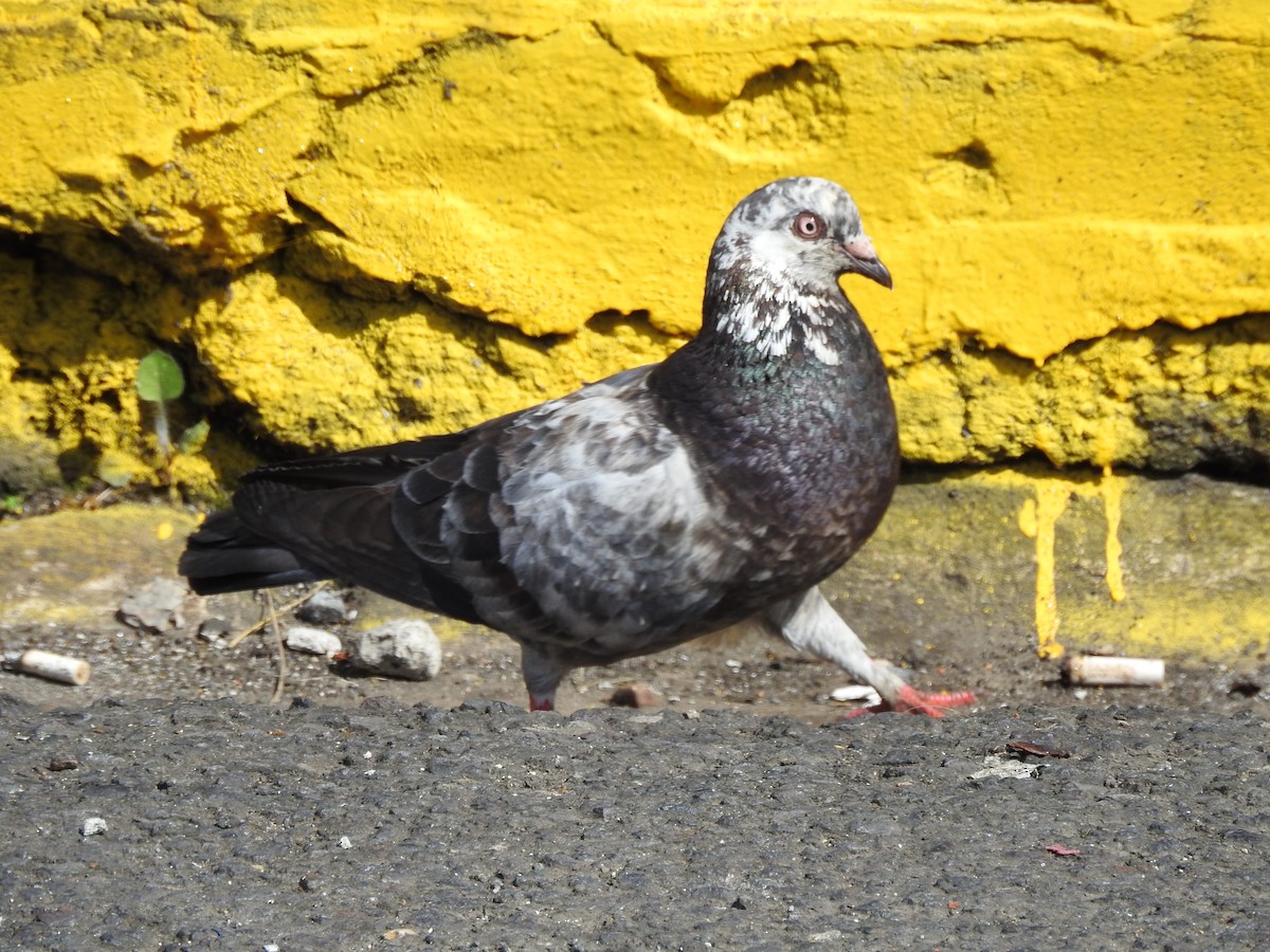 Сизый голубь (Одомашненного типа) - ML520615391