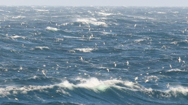 Antarctic Prion - ML520615701