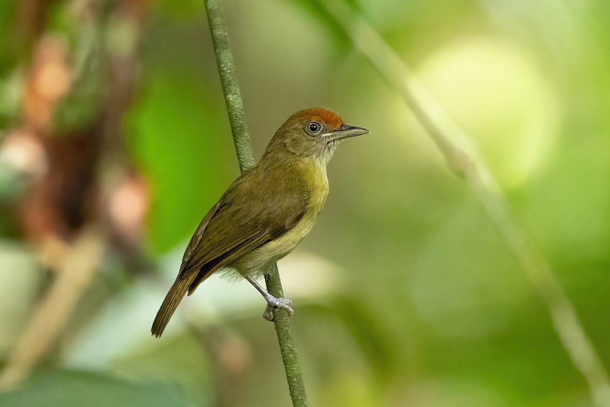 Rufous-fronted Greenlet - Thibaud Aronson