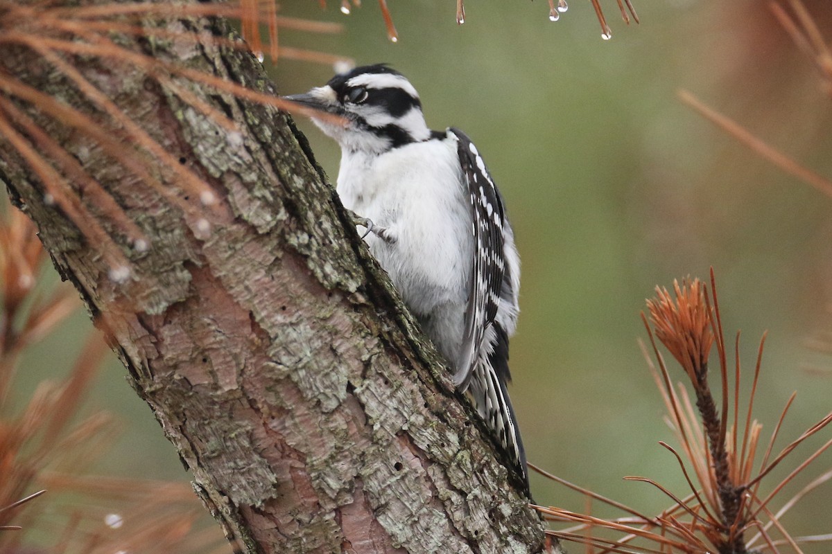 Hairy Woodpecker - michael vedder