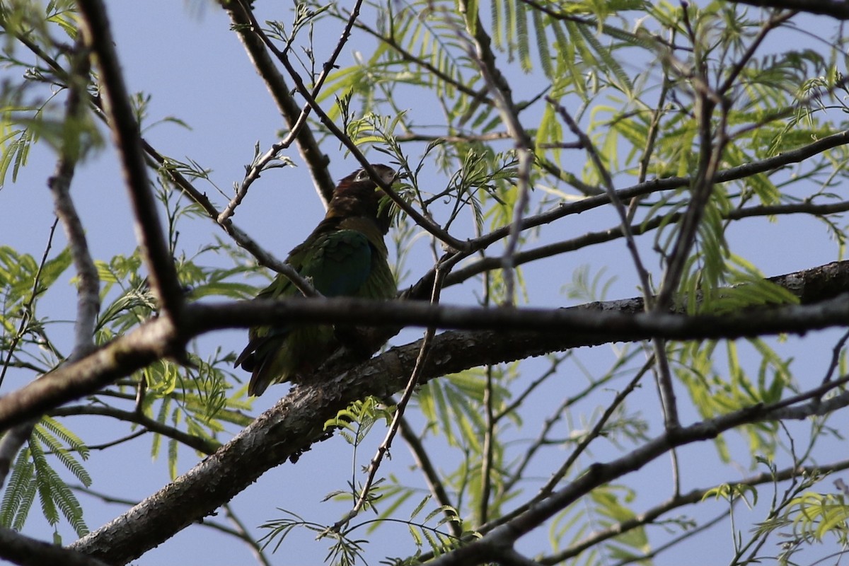 アカミミインコ - ML520623261