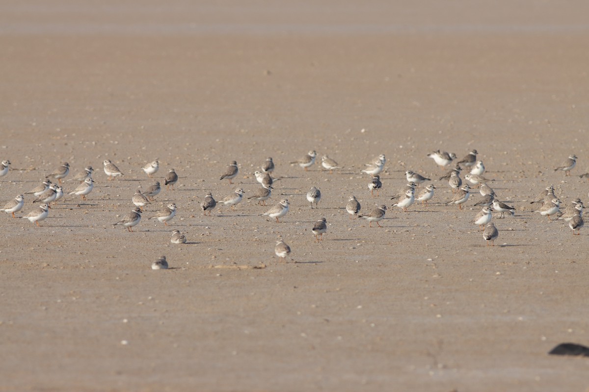 Piping Plover - ML520623851