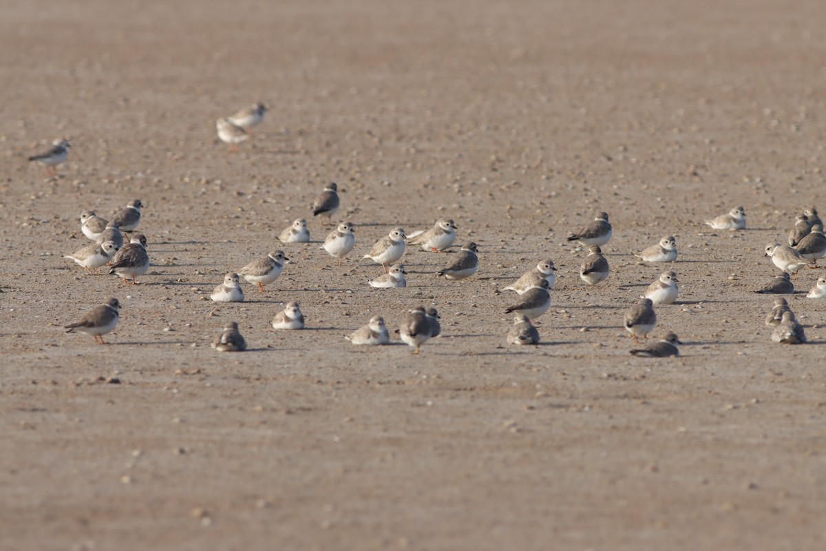 Piping Plover - ML520623891