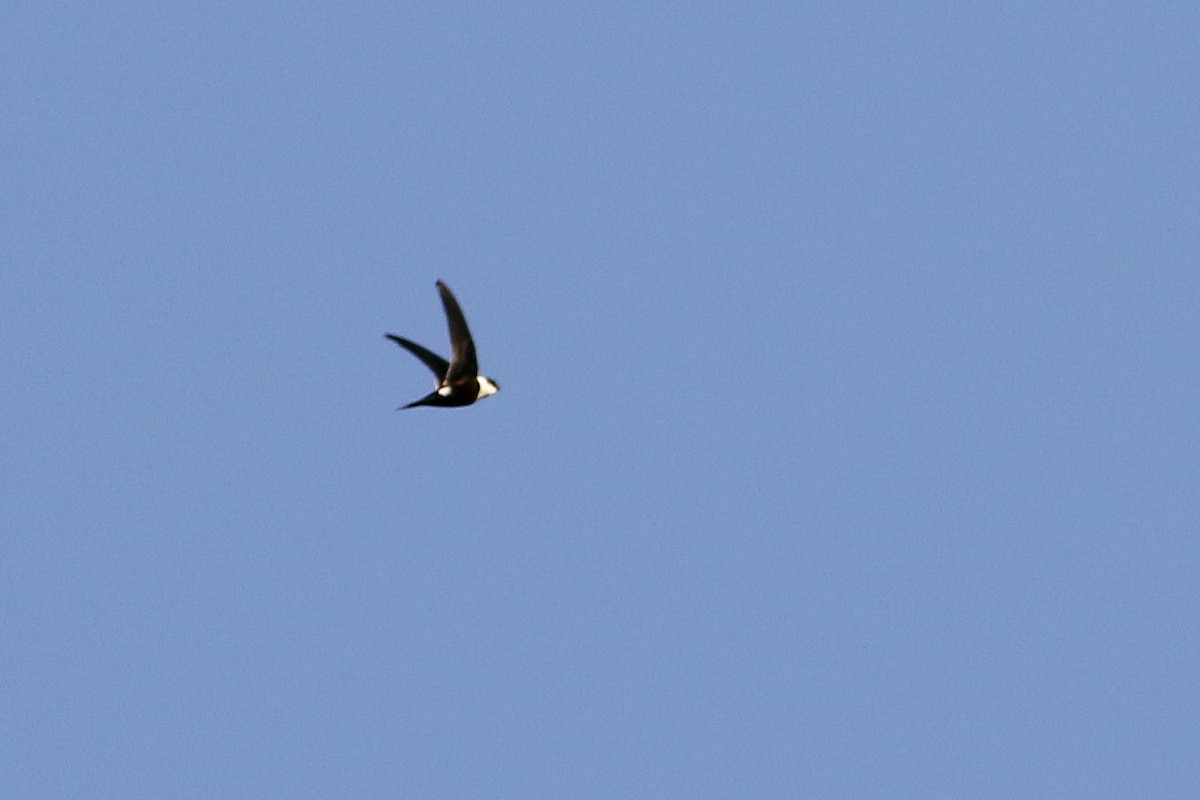 Lesser Swallow-tailed Swift - ML520625021
