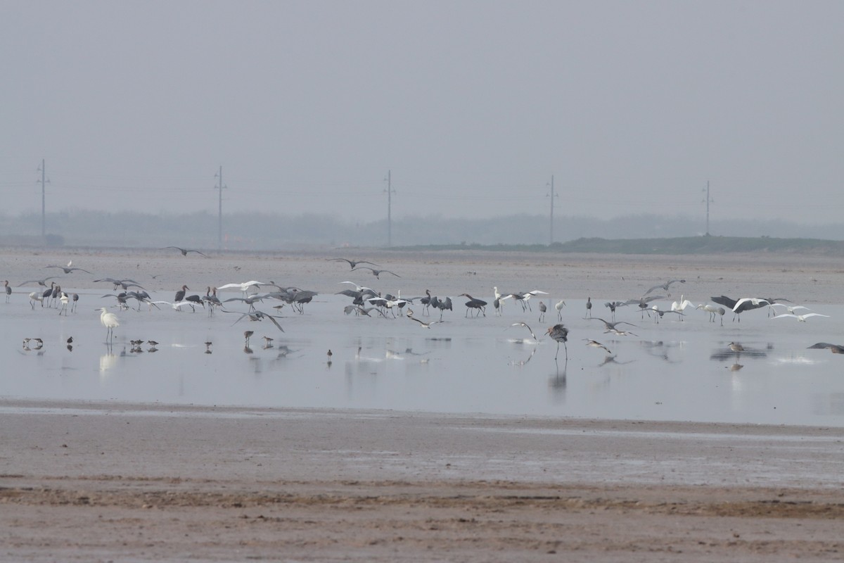 Reddish Egret - ML520625031