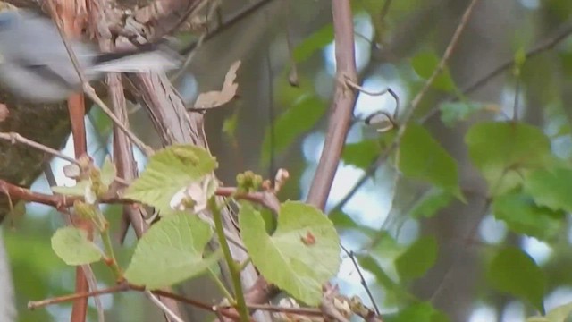 Blue-gray Gnatcatcher (caerulea) - ML520625861