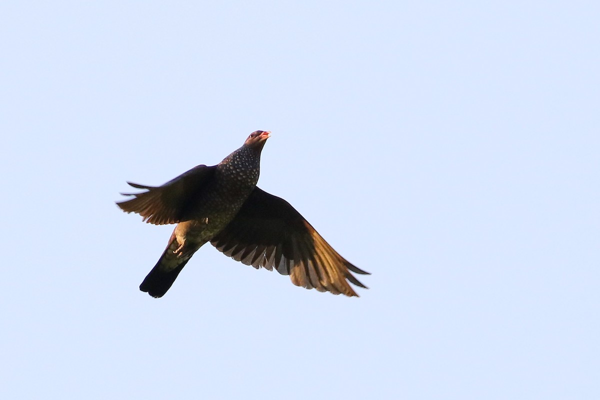 Scaled Pigeon - ML520626131