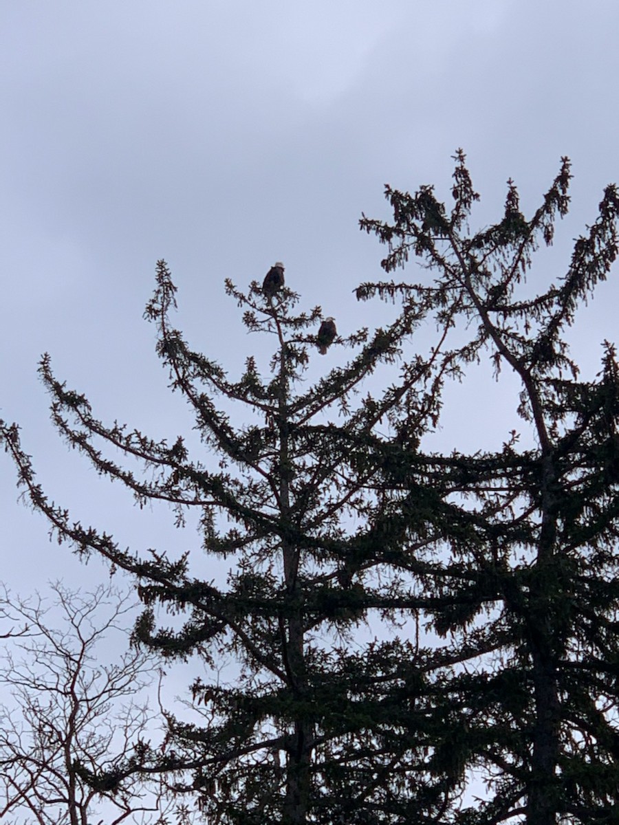 Bald Eagle - ML520626431