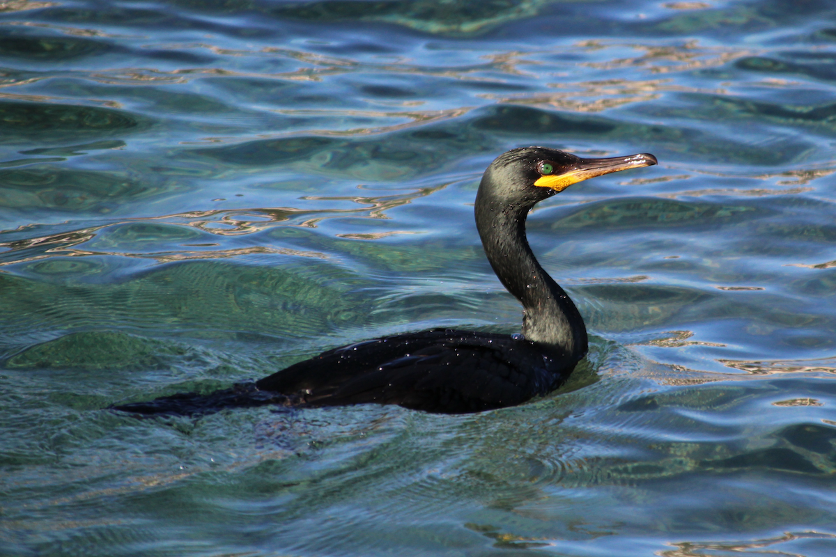 European Shag - ML520627641