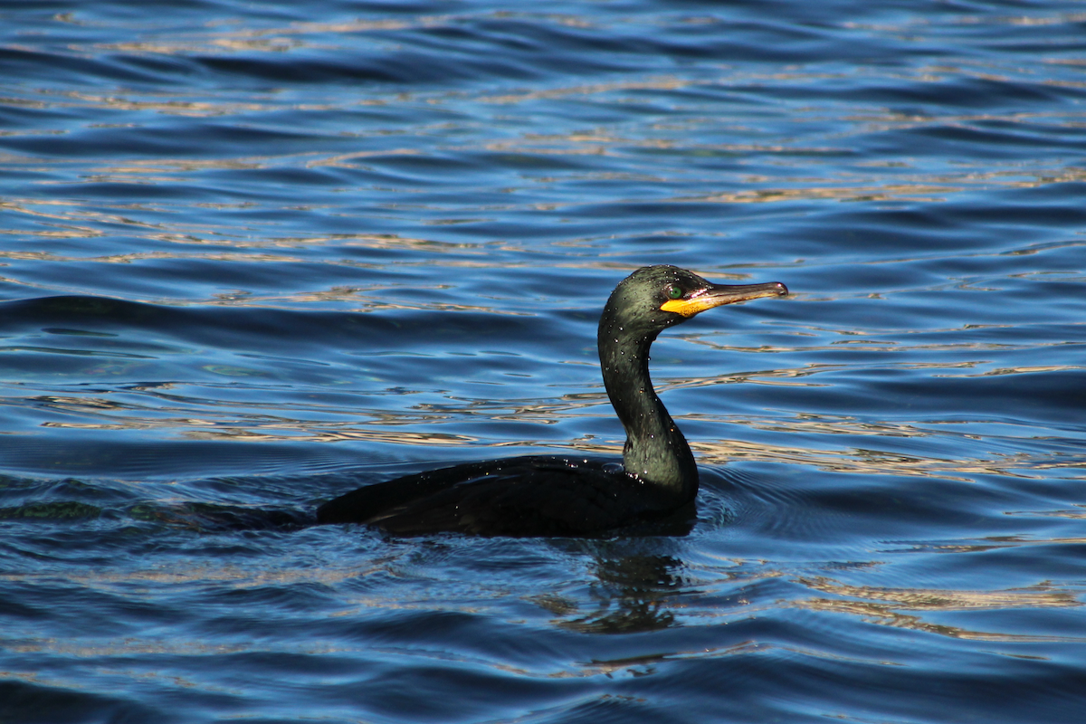 European Shag - ML520627651
