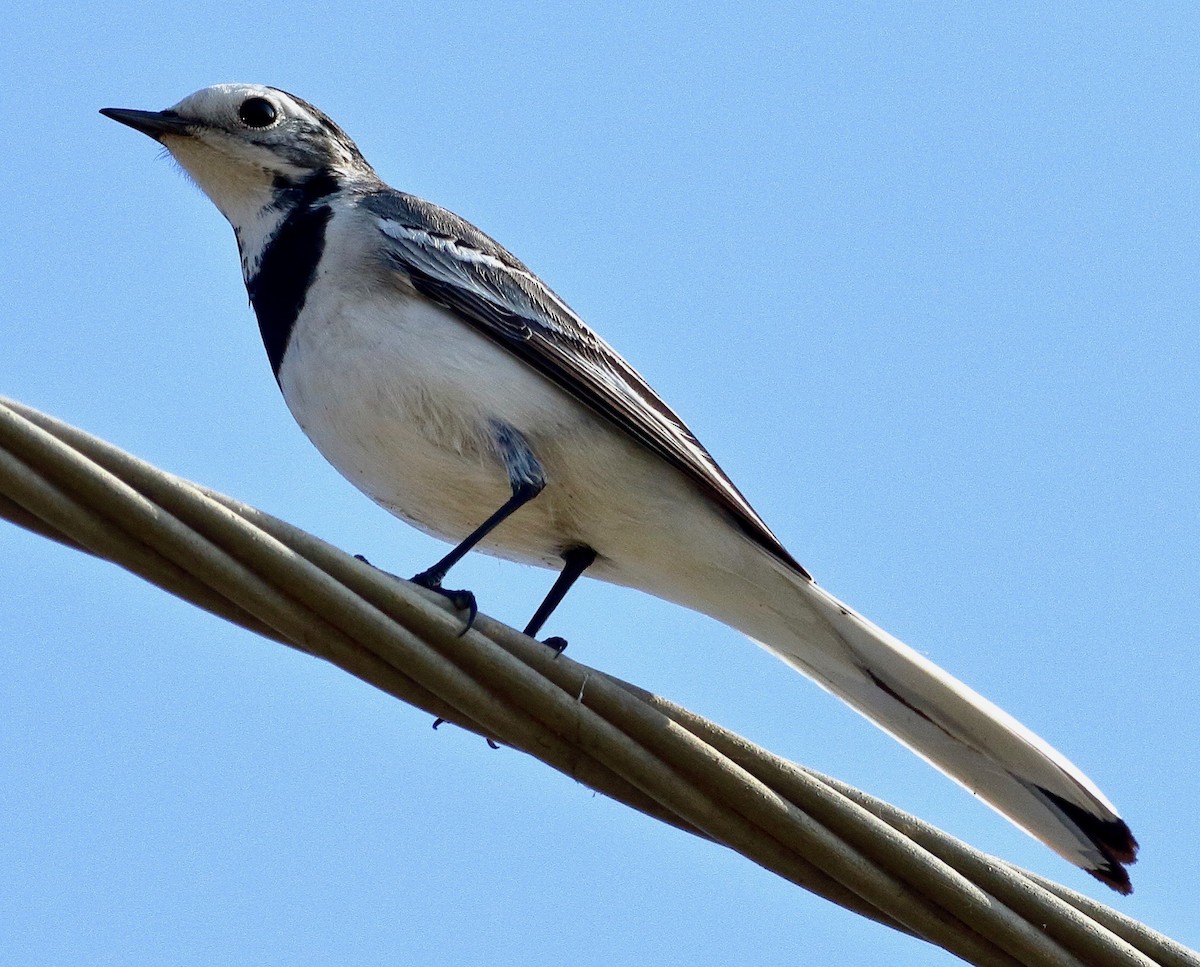 White Wagtail - ML520628531